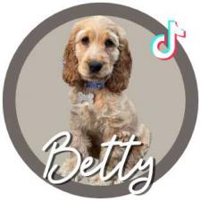 betty the school dog's adventures on TikTok